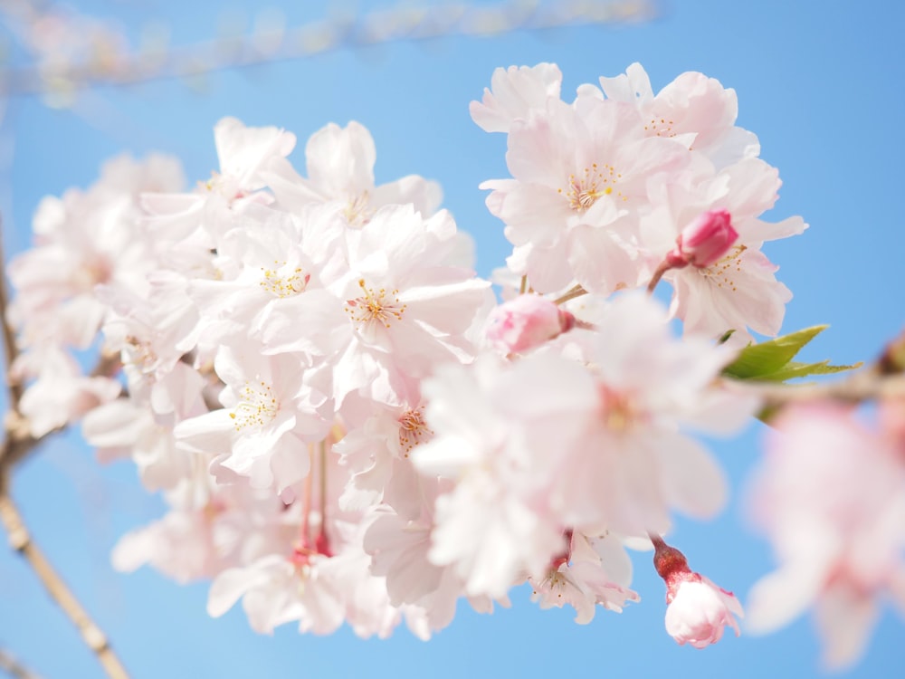 white and pink cherry blossom flowers