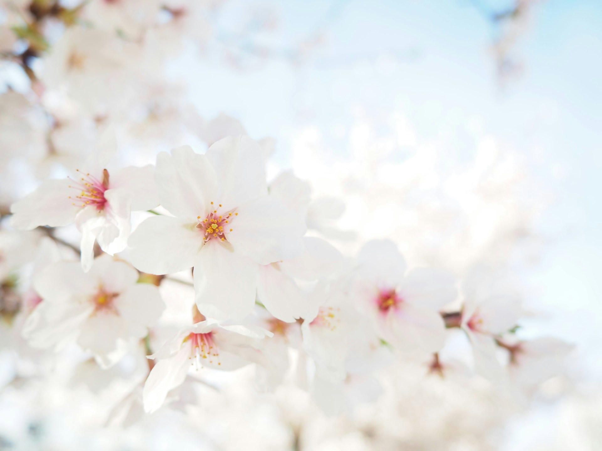 white cherry blossom in close up photography