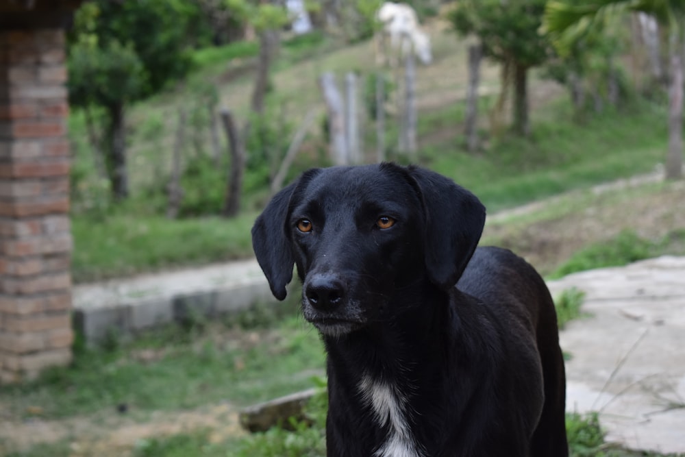 black and tan short coat medium sized dog on green grass field during daytime