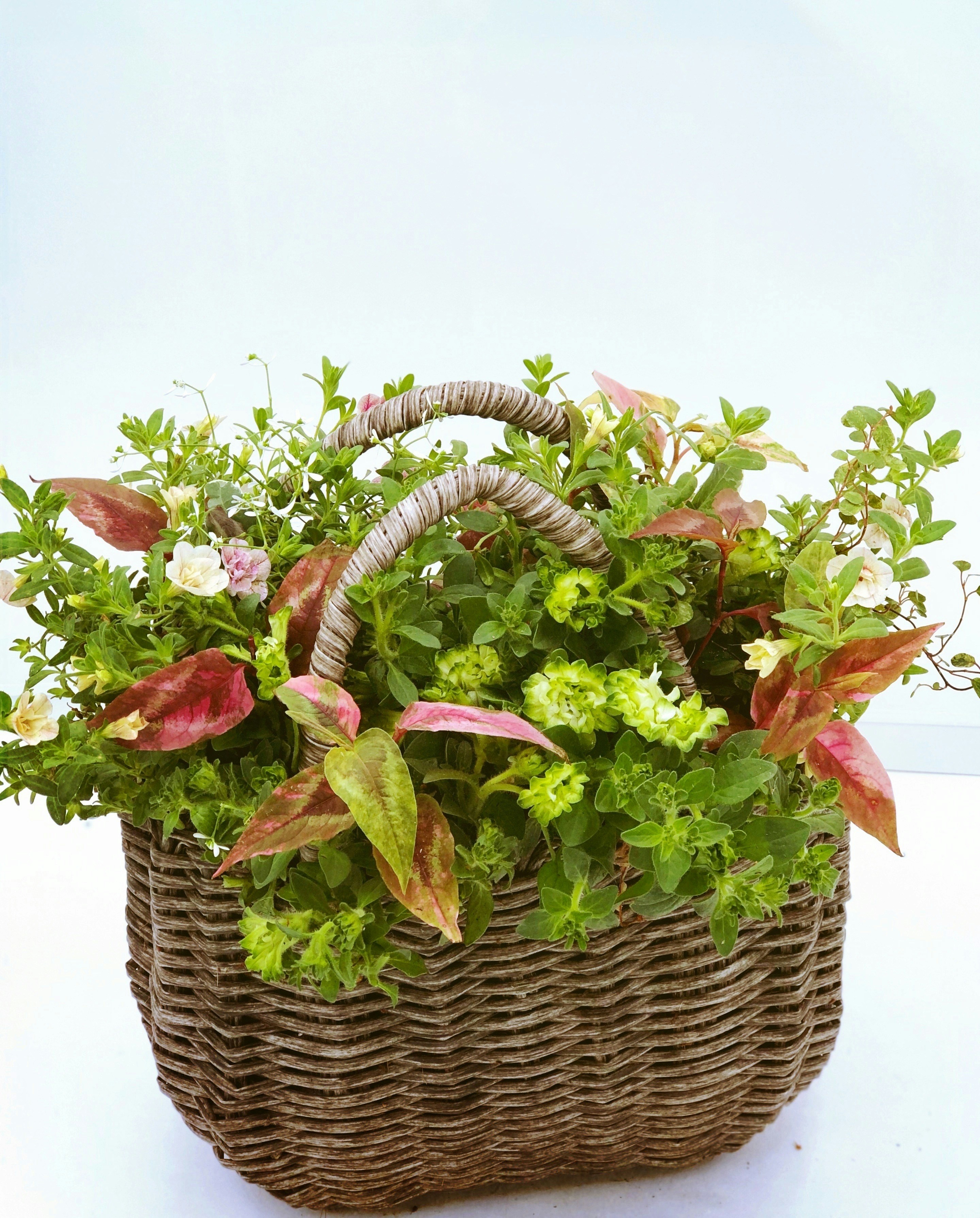 Natural wicker basket planter with lush green plant in bright living room