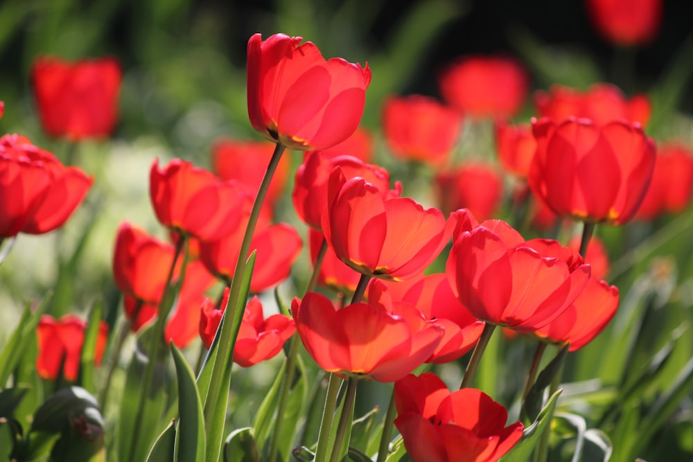 red tulips in bloom during daytime