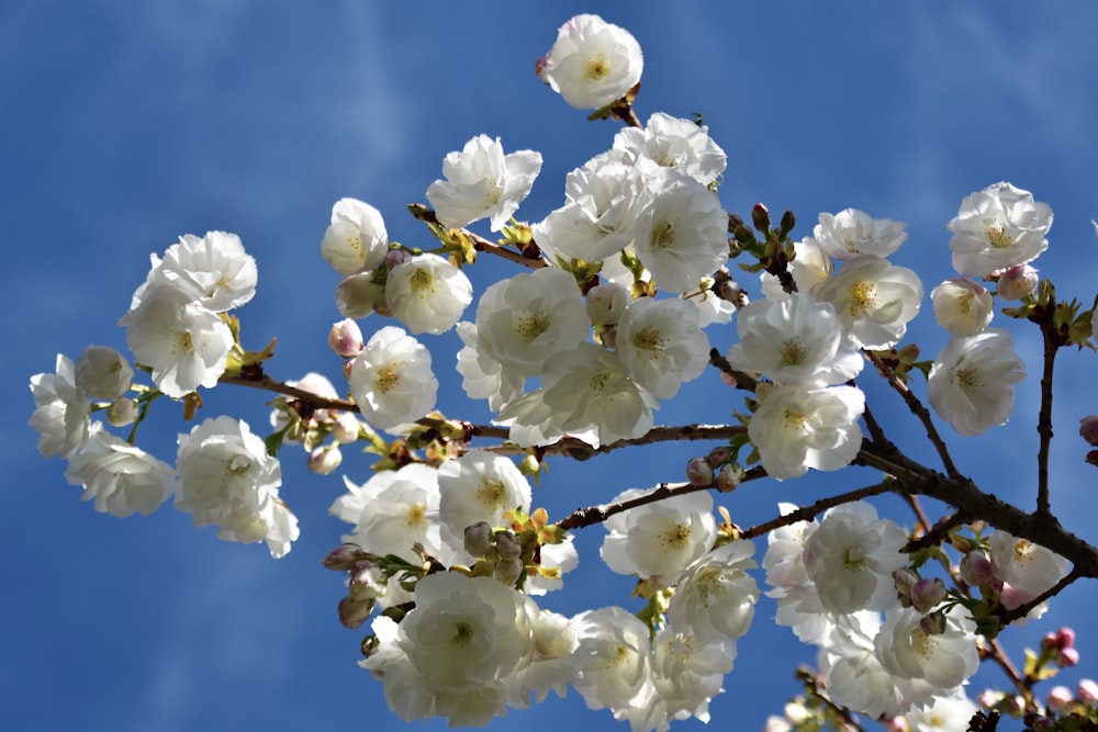 white cherry blossom in bloom during daytime