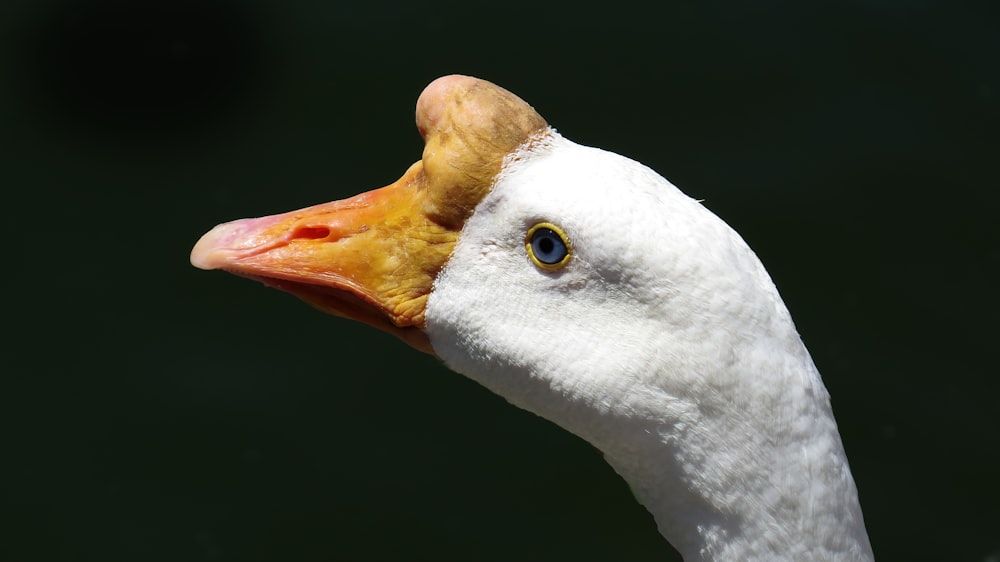 white duck with yellow beak