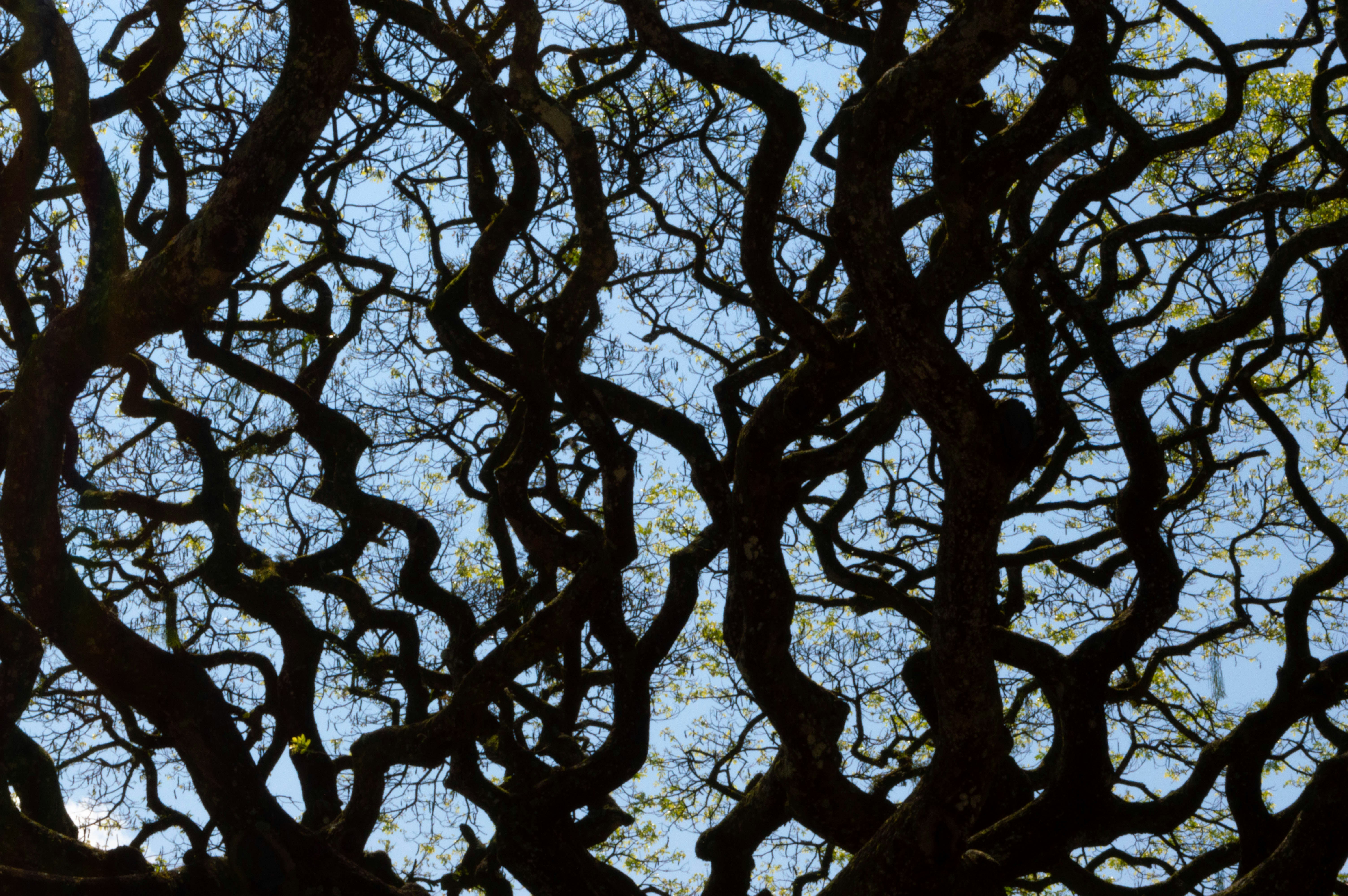 Photo by daviddcortess