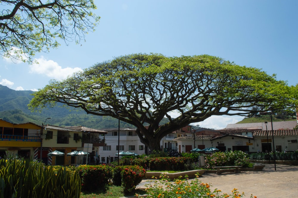 green tree near white concrete house during daytime