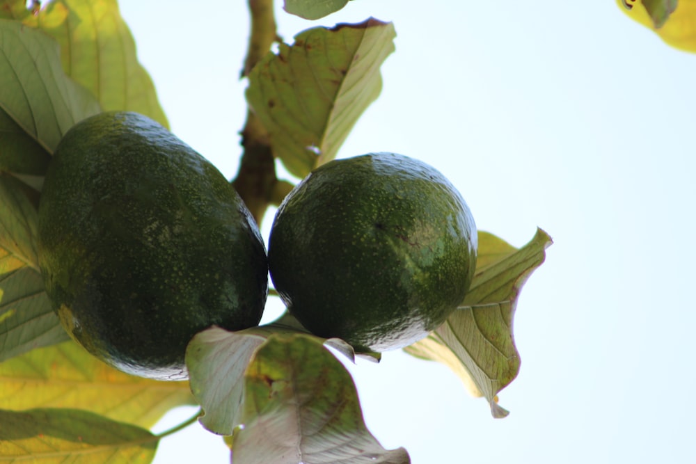 green fruit on green leaves