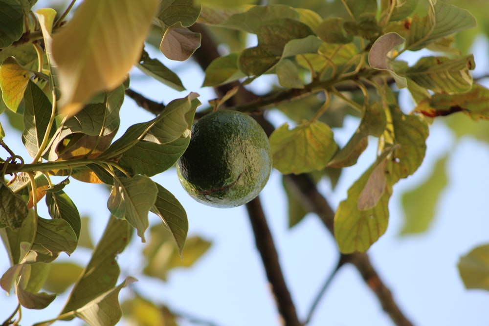 green round fruit on tree during daytime
