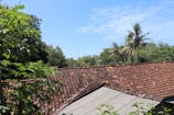 A landscape featuring a rooftop made of red and orange clay tiles, partly overgrown with green plants and trees. In the background, various tropical trees and a coconut palm are visible against a bright blue sky with scattered clouds.