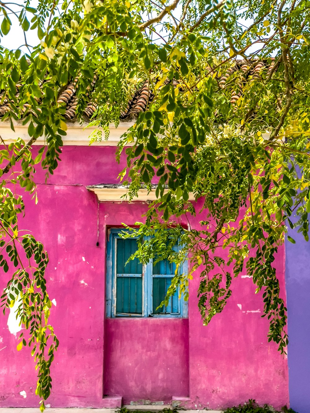 green leaves on red concrete building