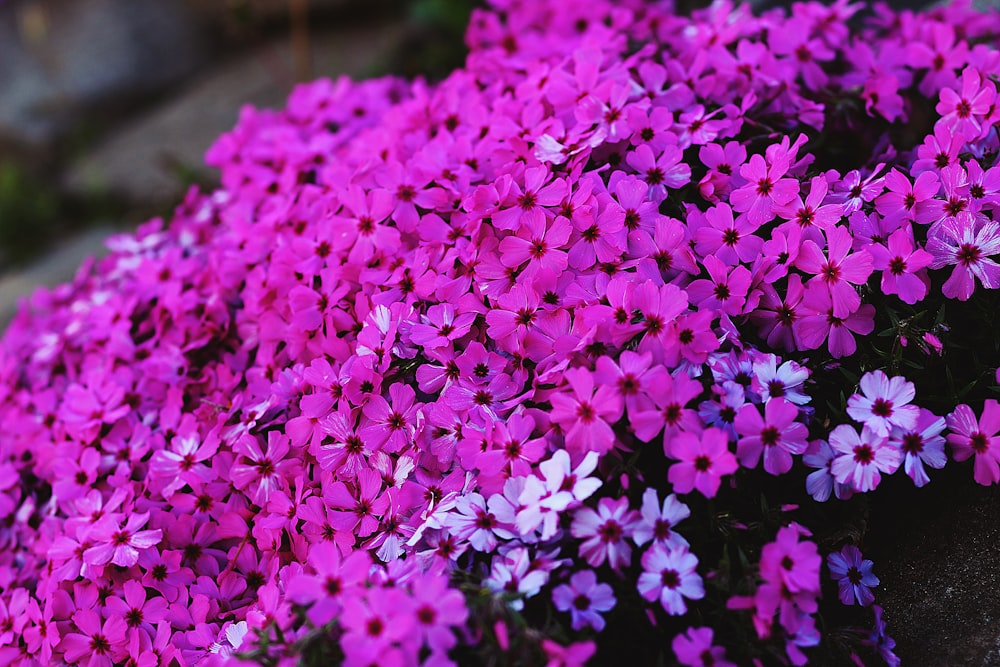 pink flowers in tilt shift lens