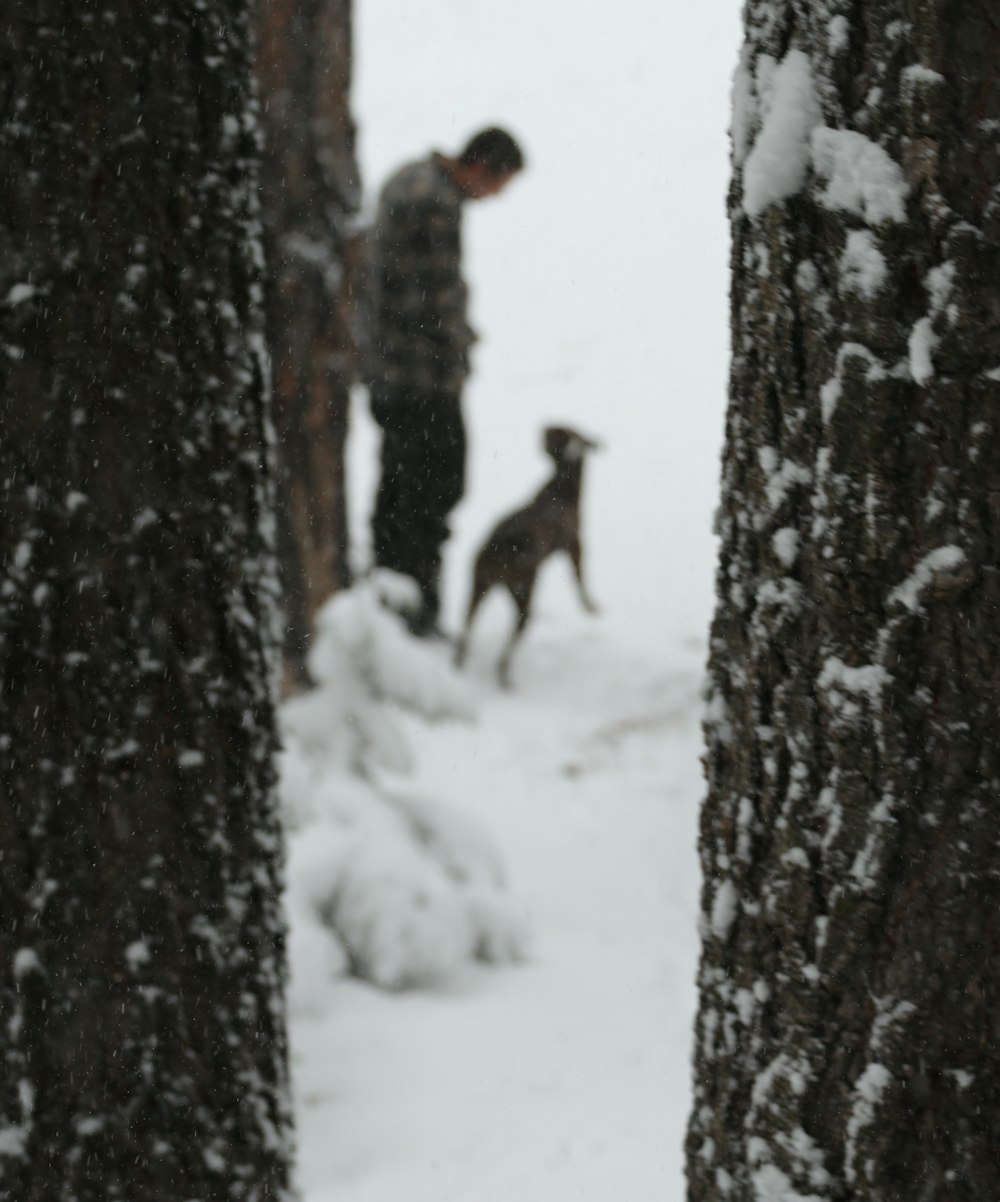 scoiattolo marrone su terreno innevato durante il giorno