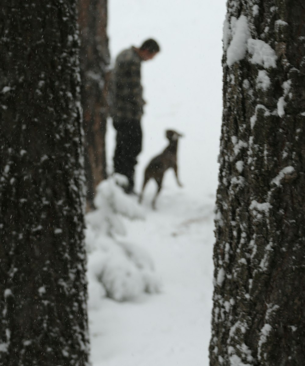 esquilo marrom no solo coberto de neve durante o dia