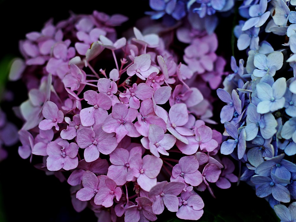 purple flowers in black background
