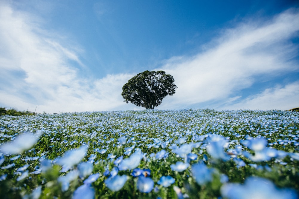 green tree on blue flower field under blue sky during daytime