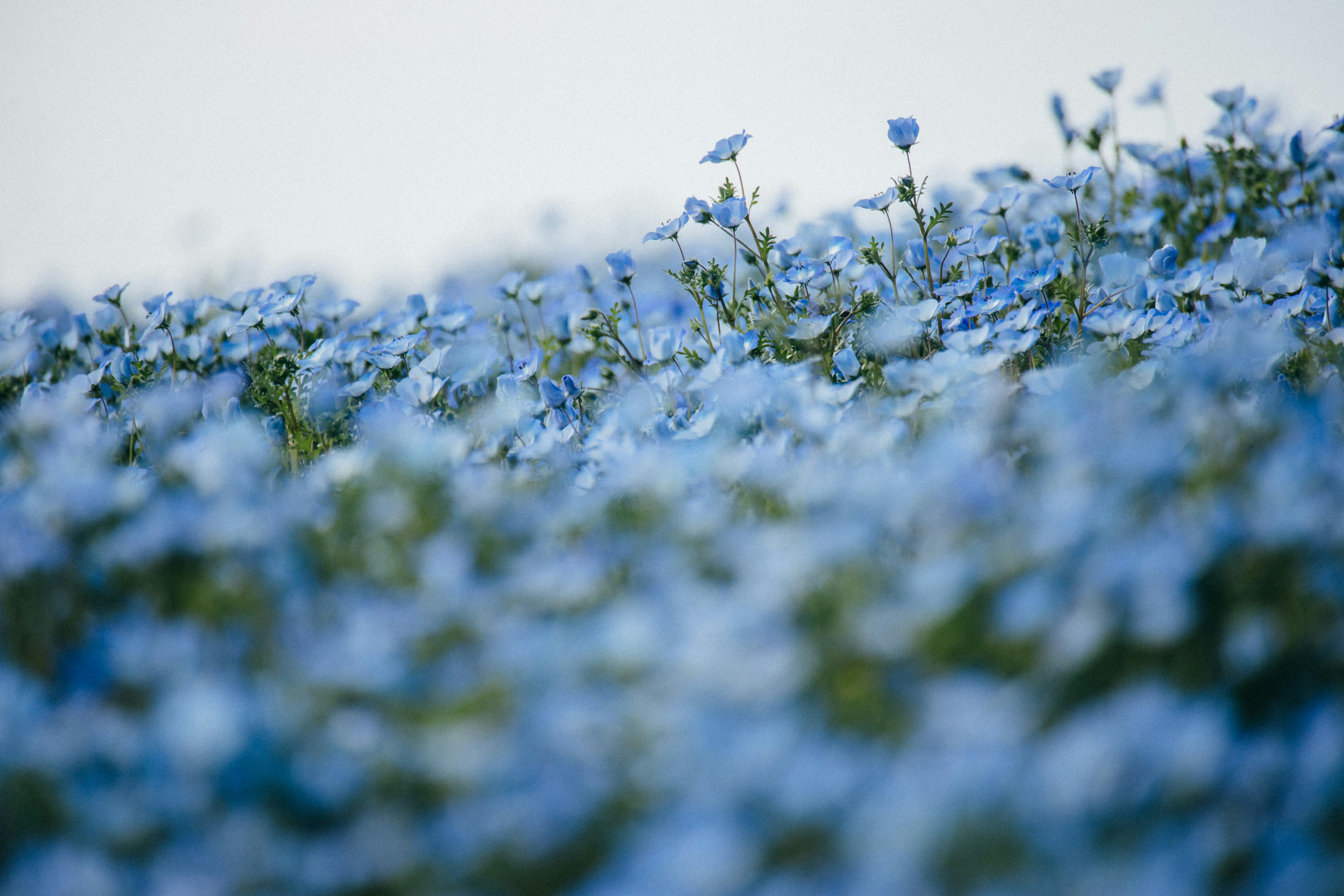 Photo by tsuyoshikozu