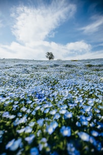 blue flower field under white clouds during daytime