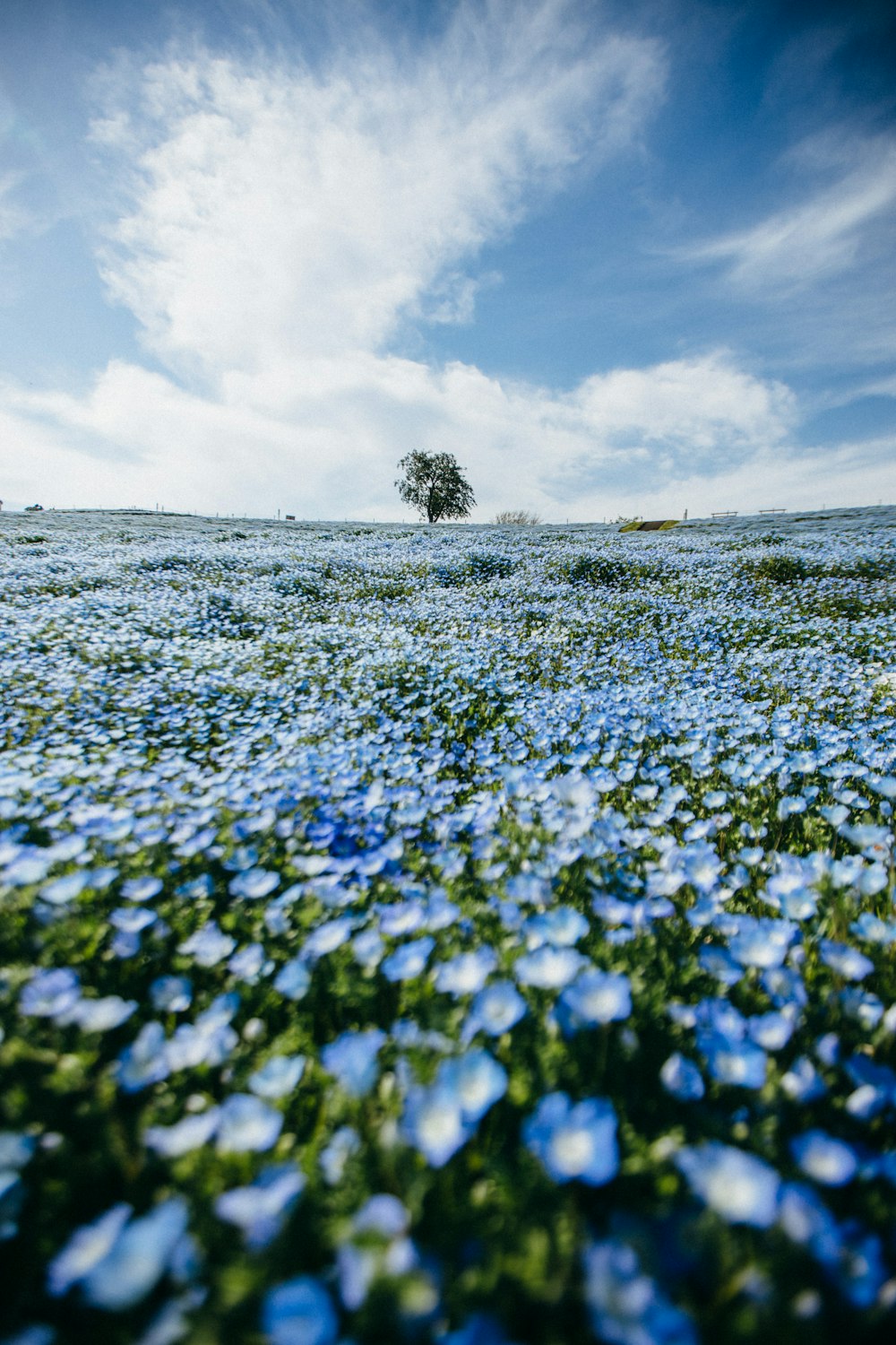 blue flower field under white clouds during daytime