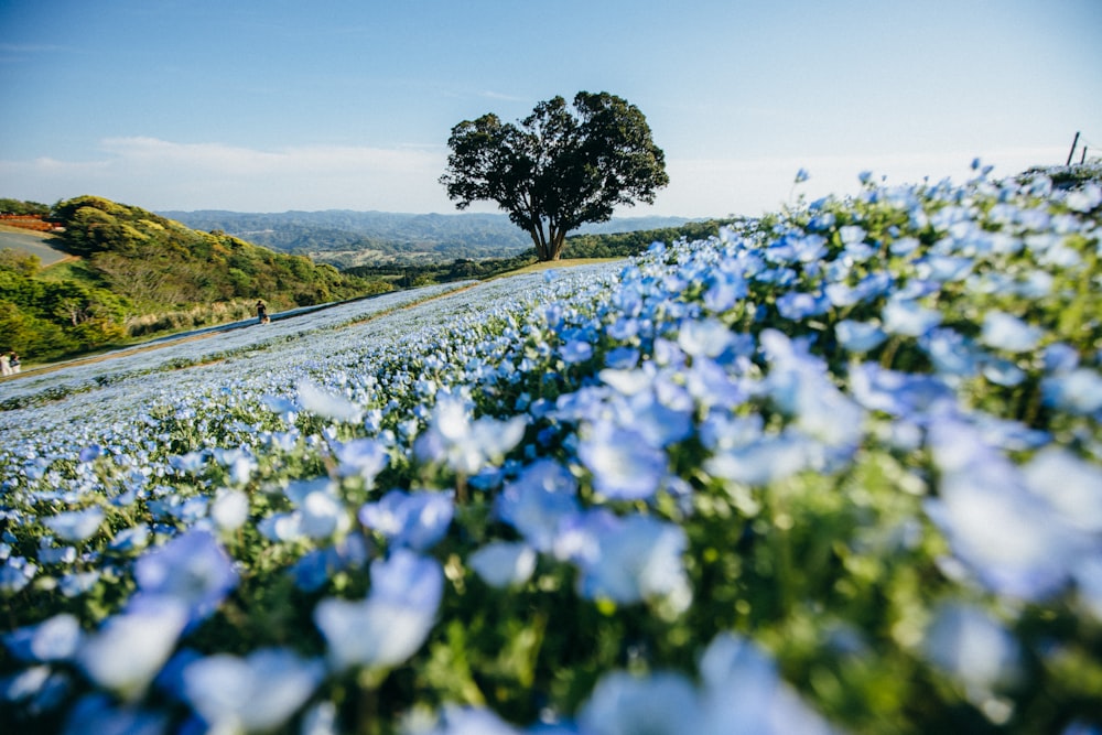 white flower field near green trees during daytime