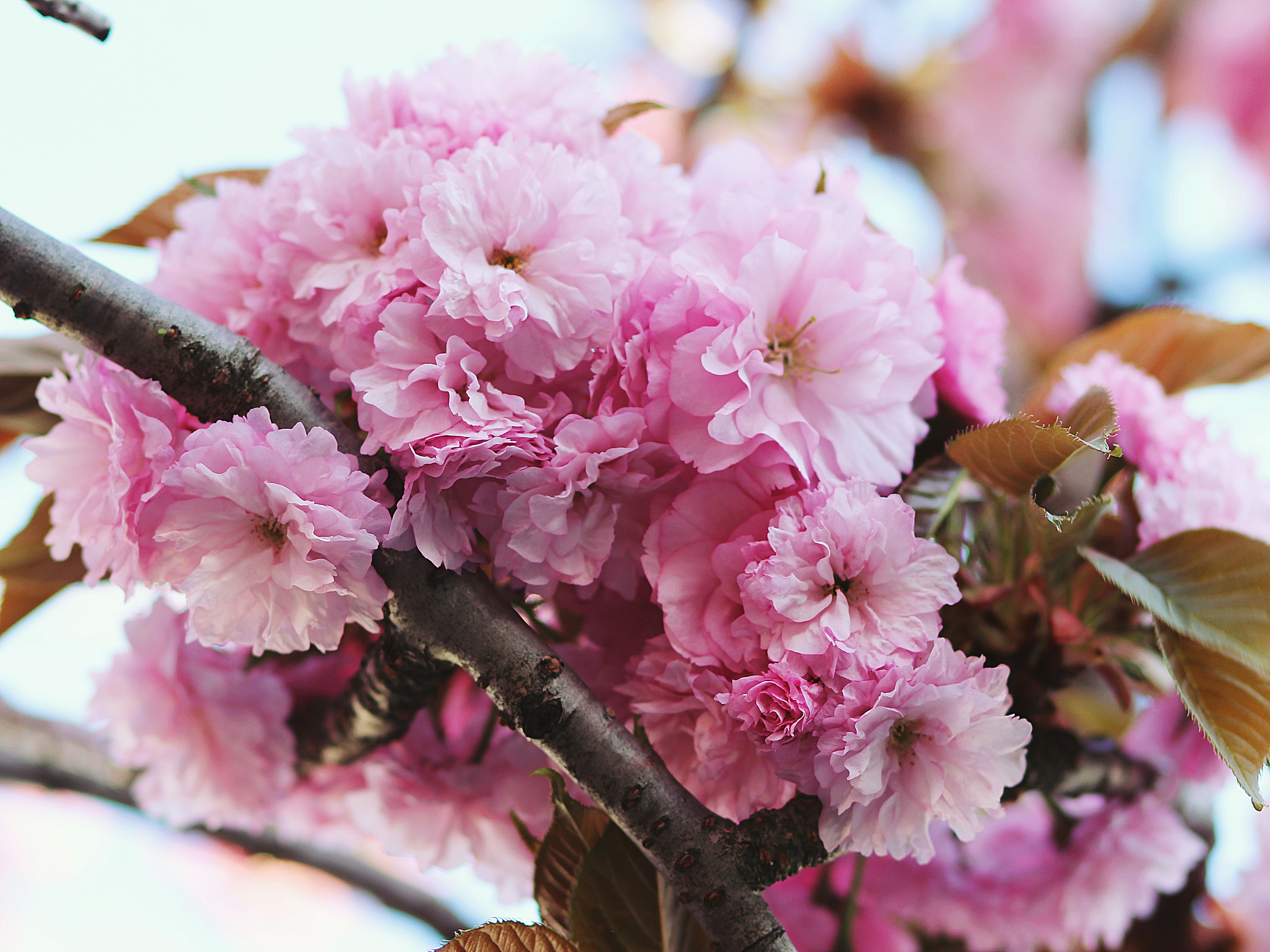 Photo by stephtembersky