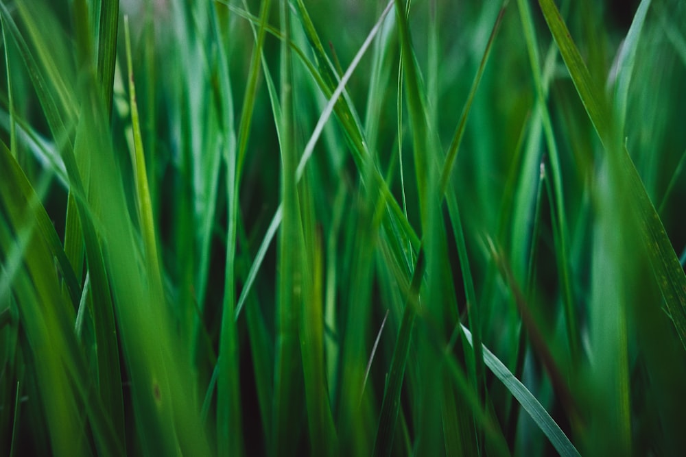 Hierba verde en la fotografía de primer plano
