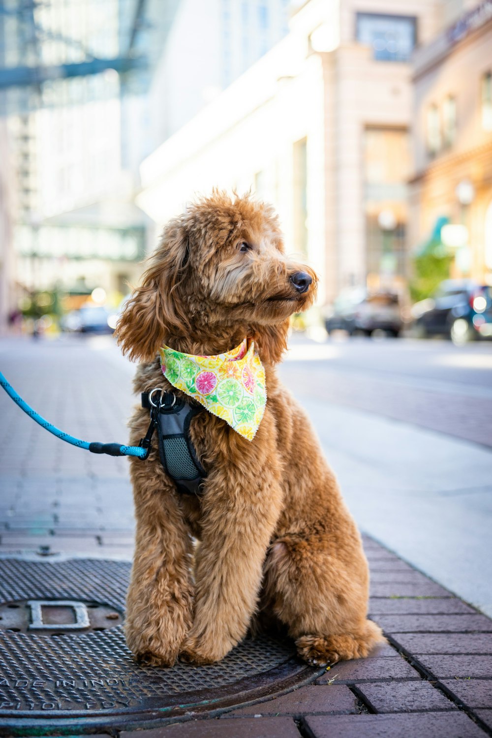 brown poodle with green and pink leash