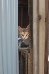 A curious cat with orange and white fur peers through a narrow gap between corrugated metal and wooden structures, partially hidden yet intently observing its surroundings.