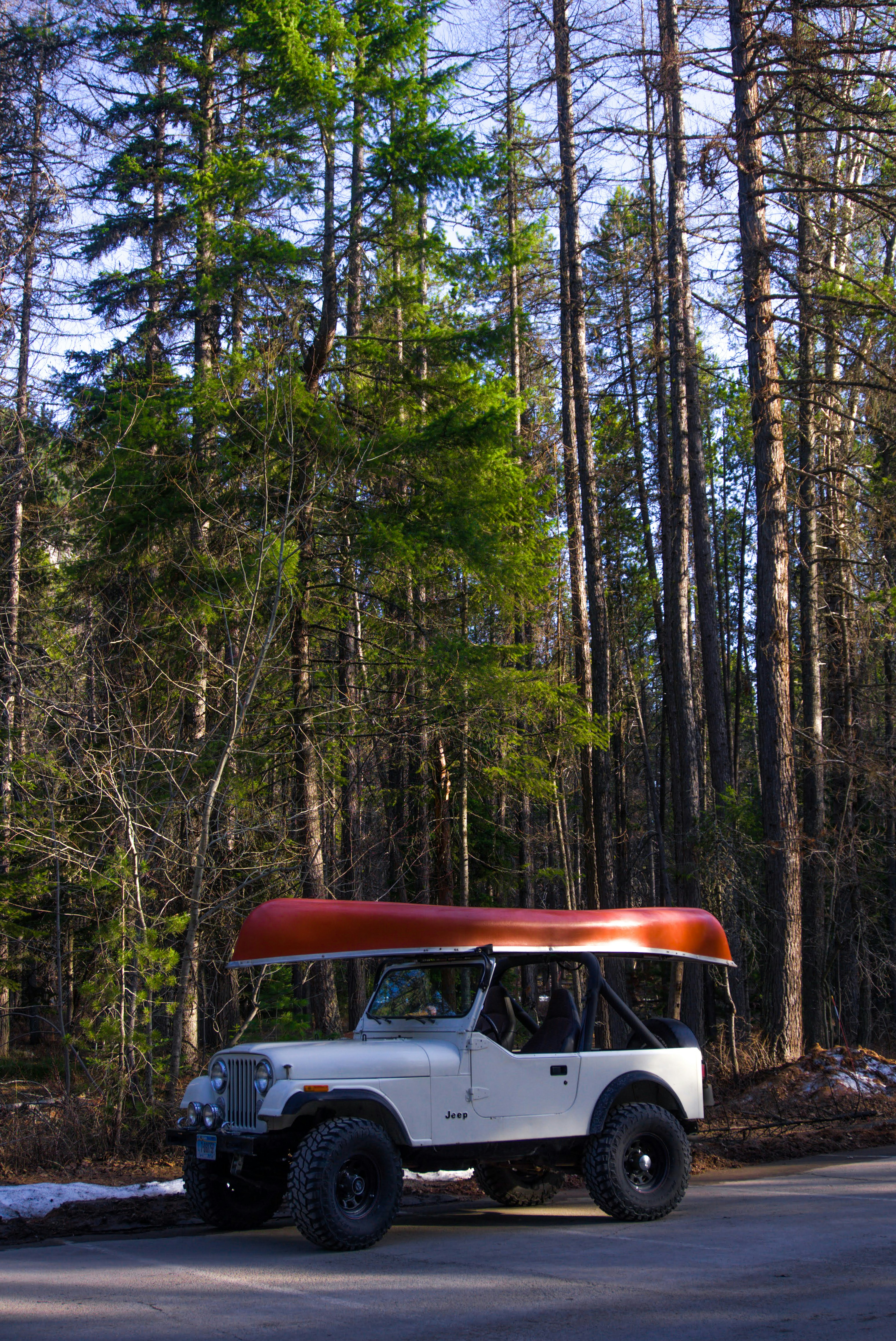 white and black car in forest during daytime
