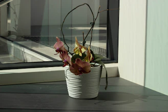 Elegant orchid display on a modern wooden table by a sunlit window.