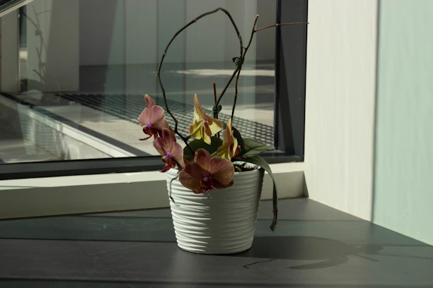 Elegant orchid display on a modern wooden table by a sunlit window.