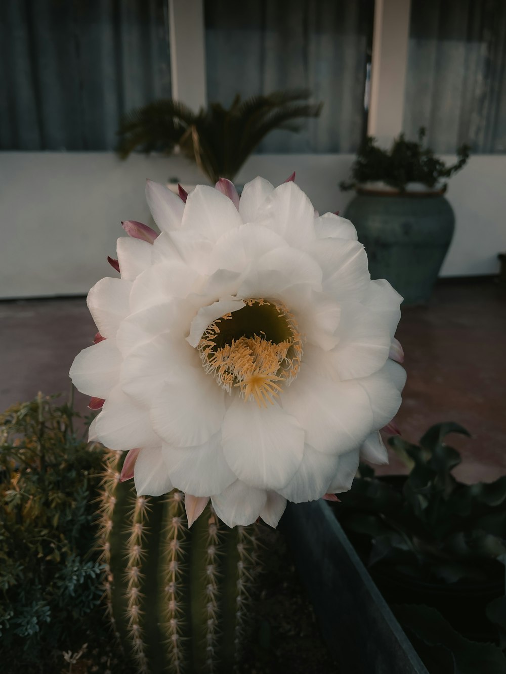 Weiße Blume in Nahaufnahmen
