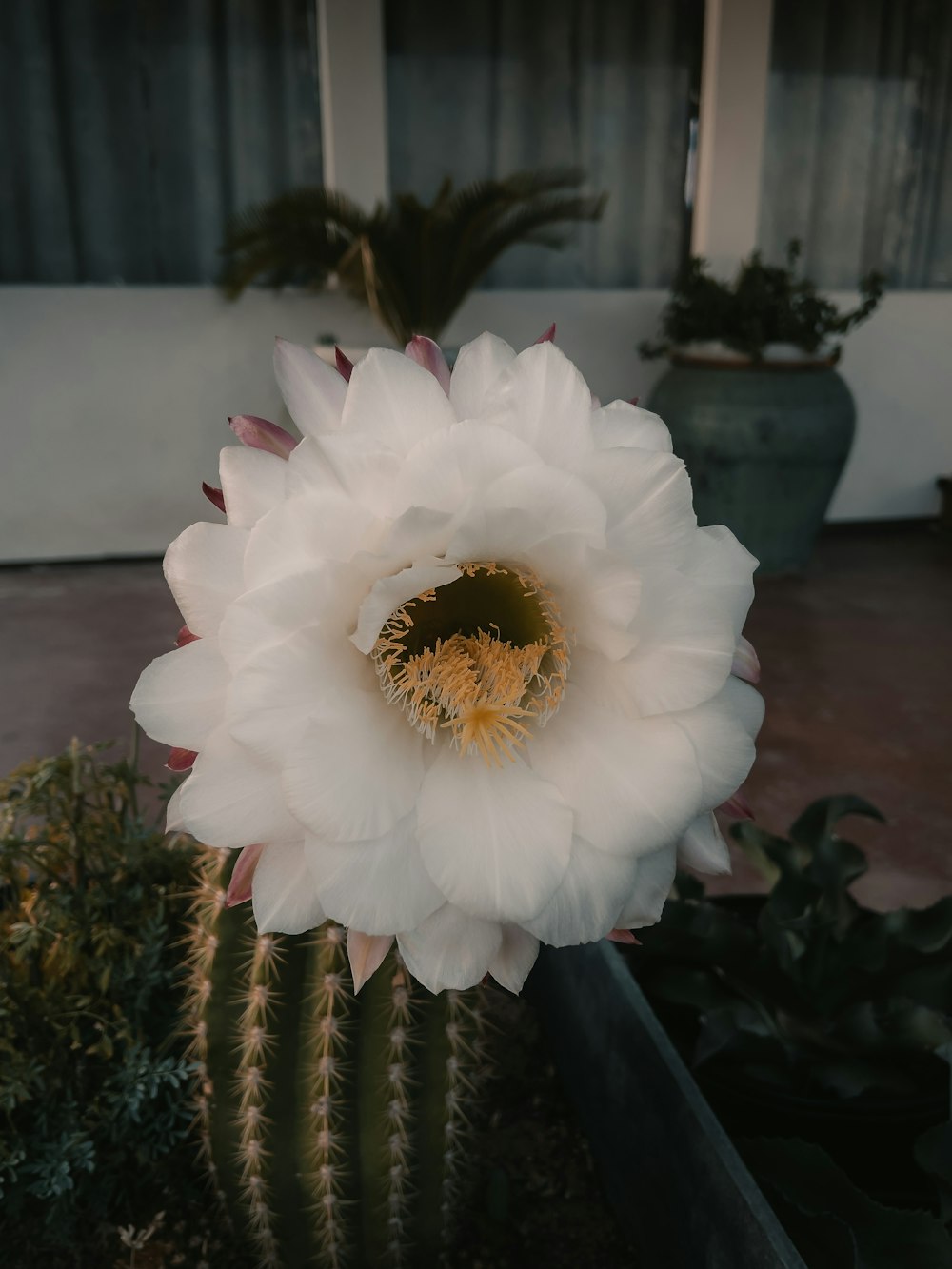 white flower in close up photography