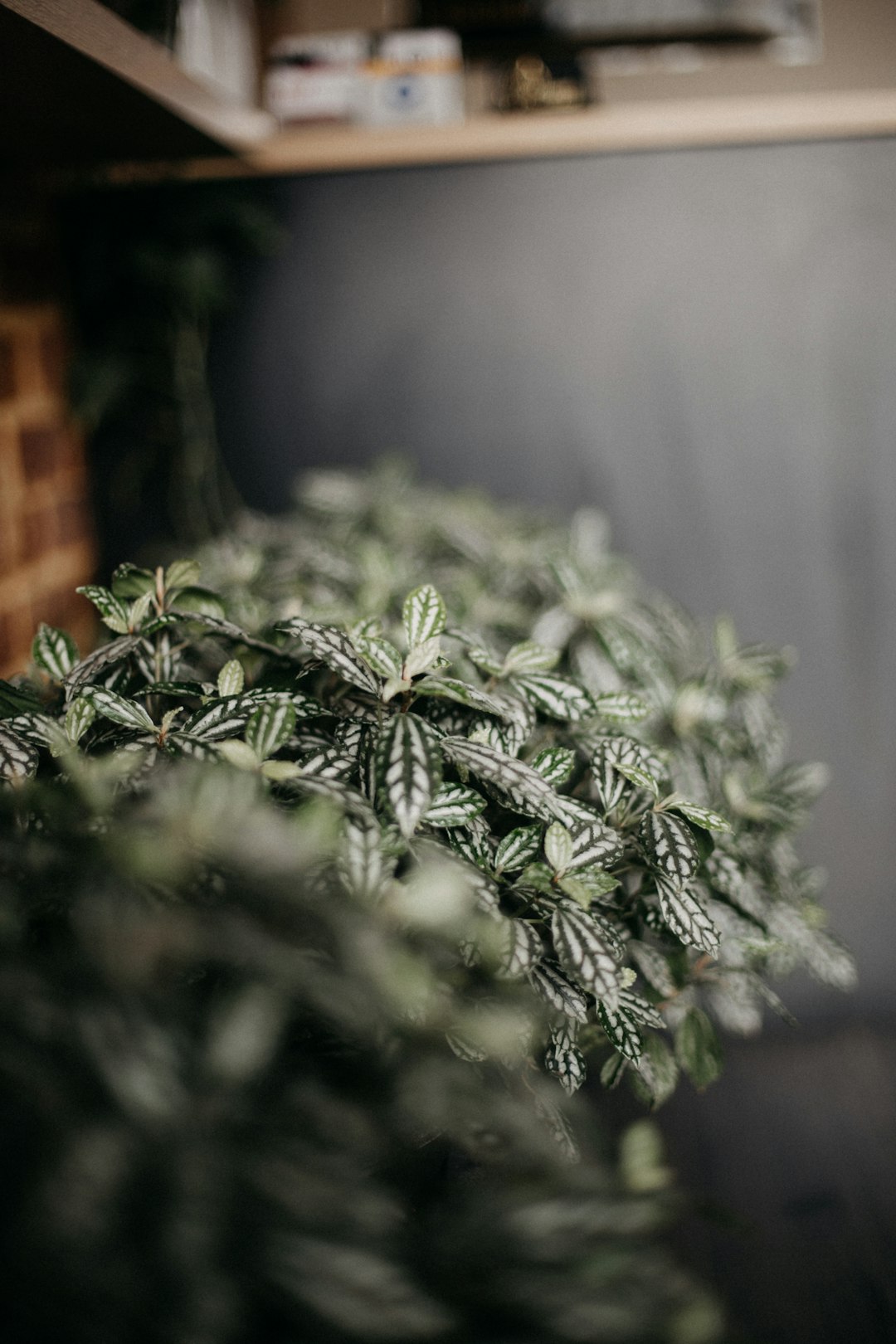 green plant in tilt shift lens