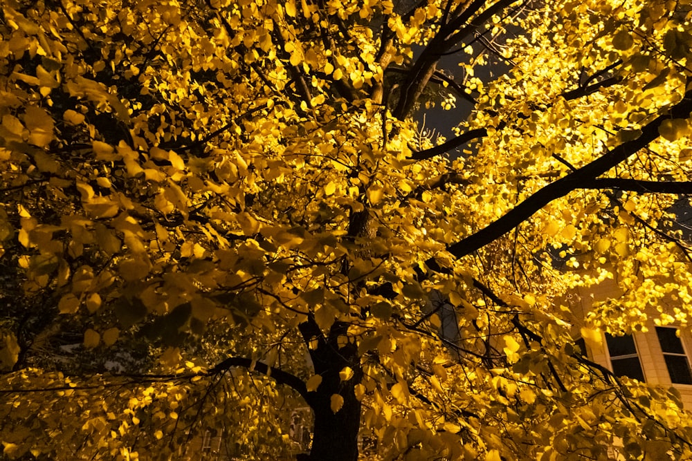 yellow leaves on tree branch