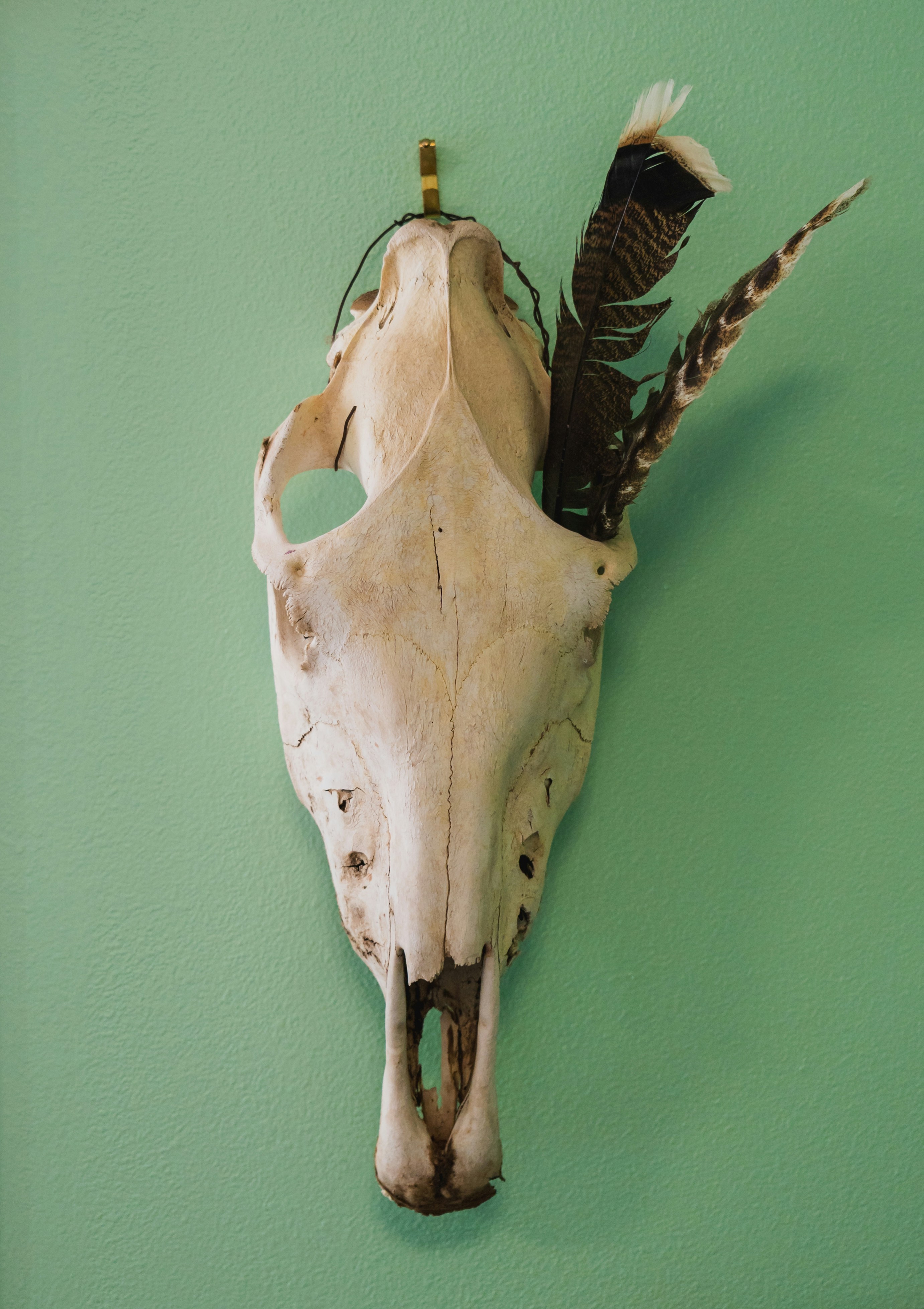 Horse Skull
