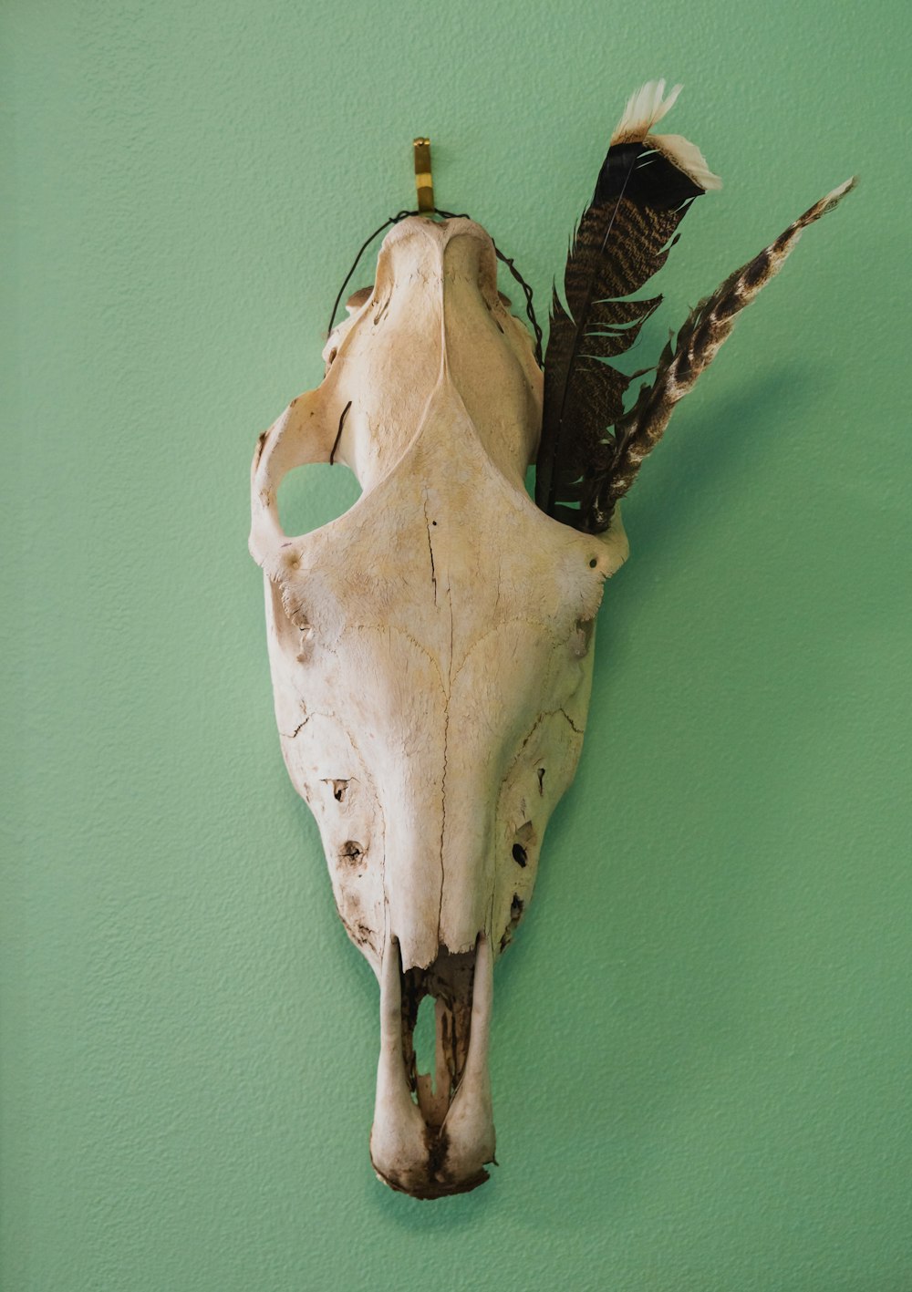 white animal skull wall decor