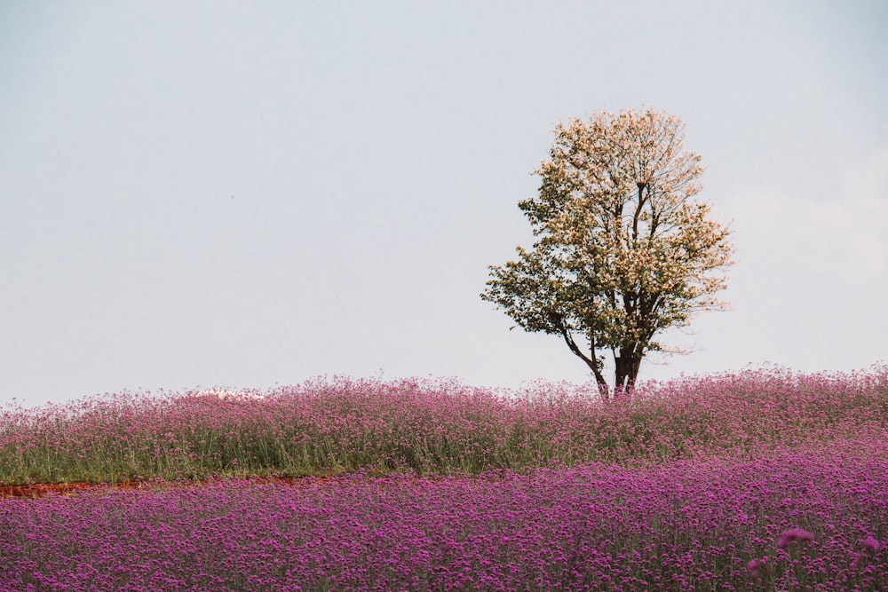 昼間のピンクの花畑に茶色の木