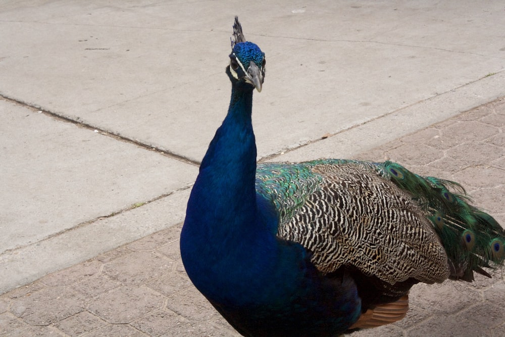 blue peacock on brown brick floor