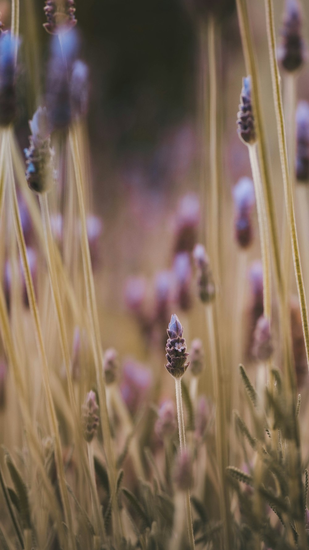 purple flower buds in tilt shift lens