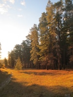 A serene pine forest under the golden light of a summer heatwave
