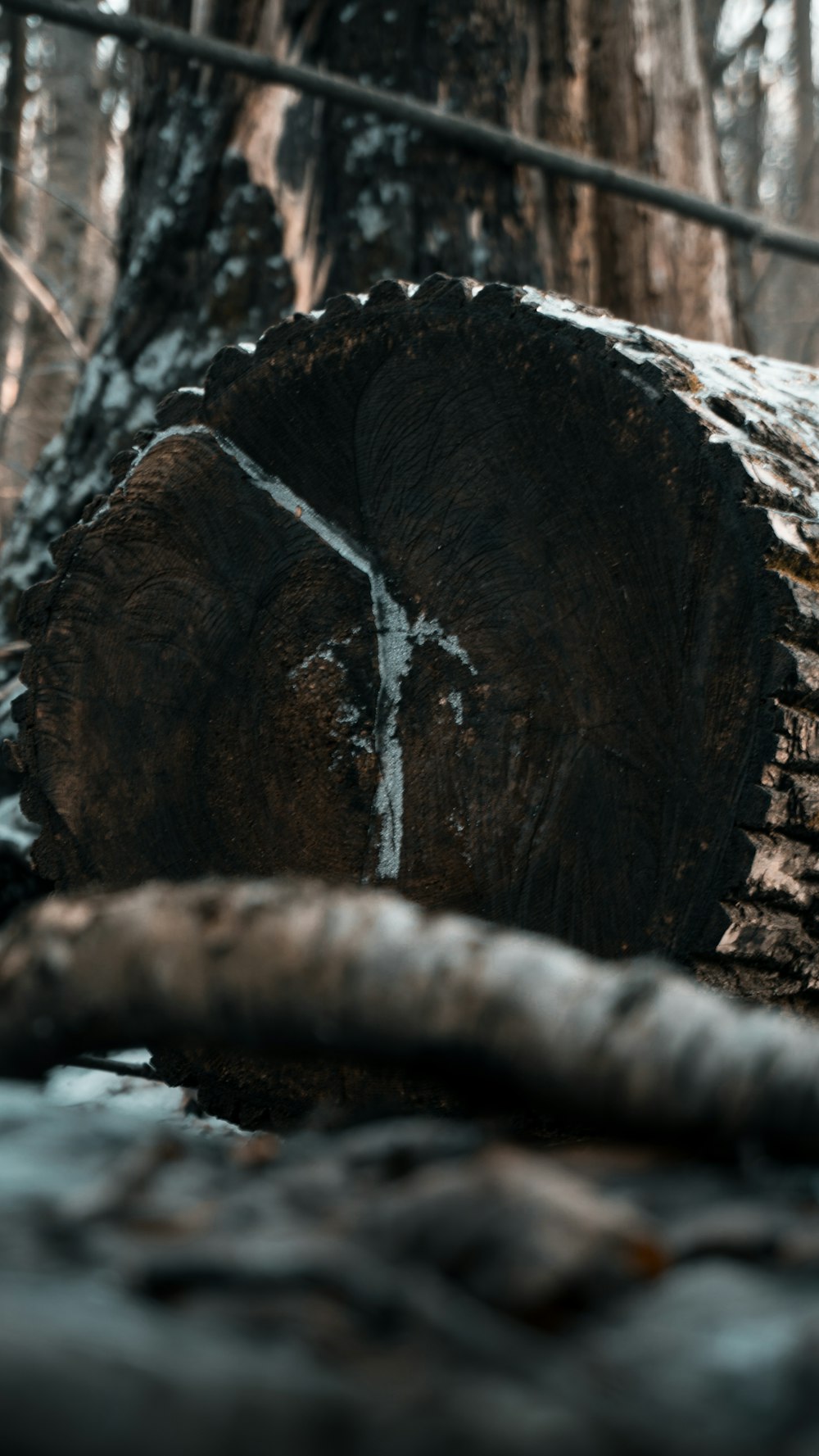 brown wood log on brown soil