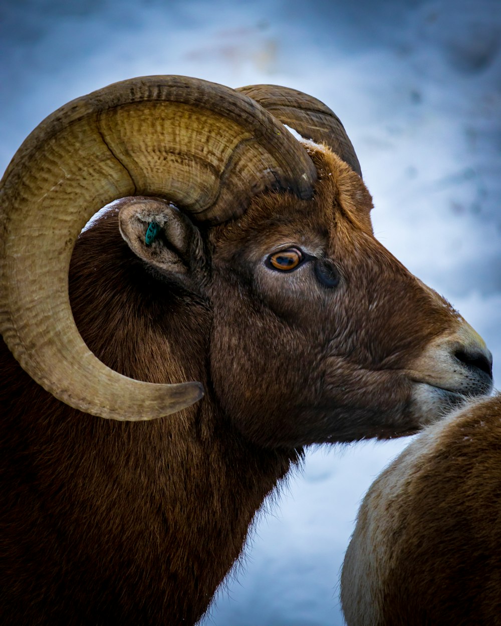 brown ram in close up photography