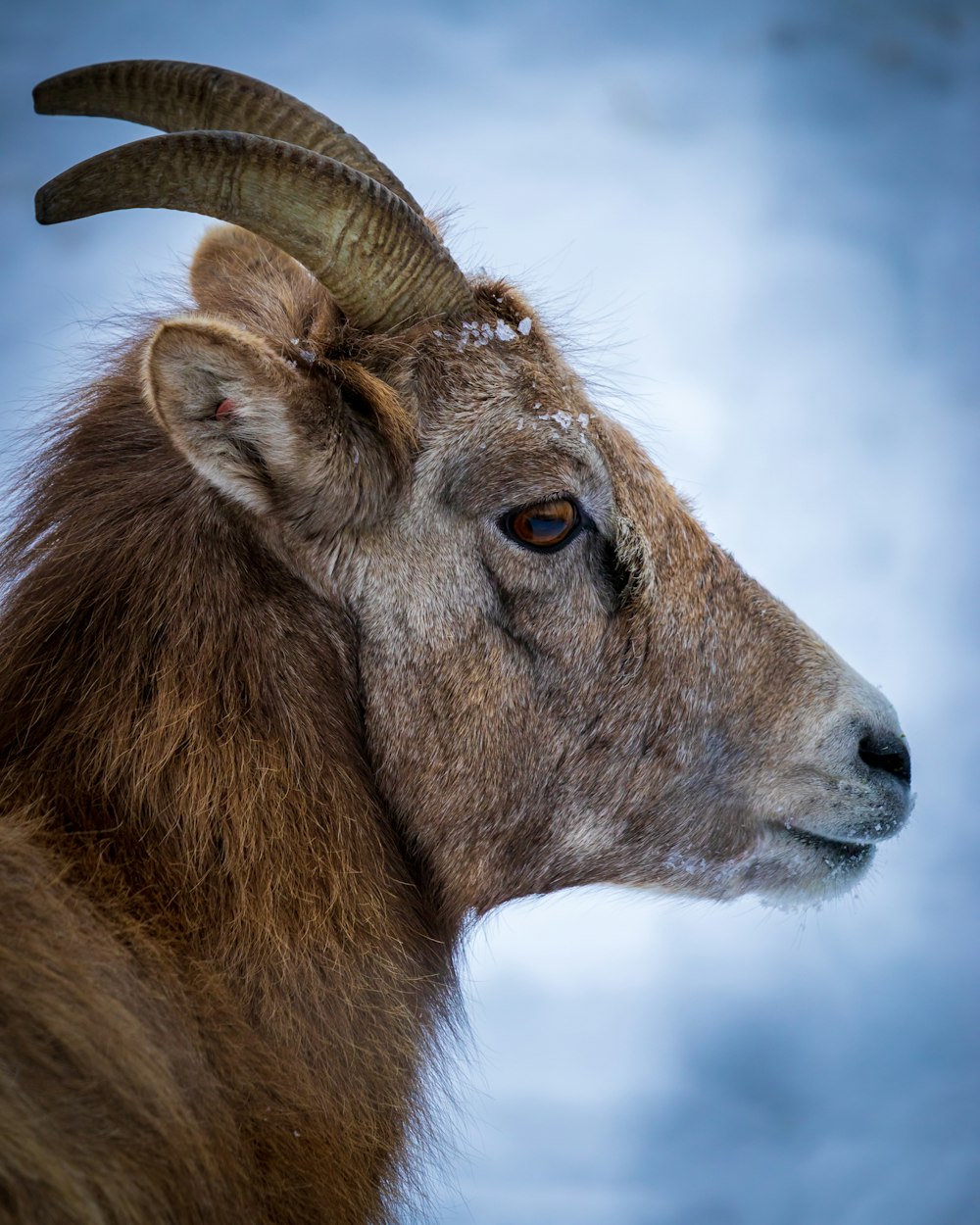 brown ram in close up photography