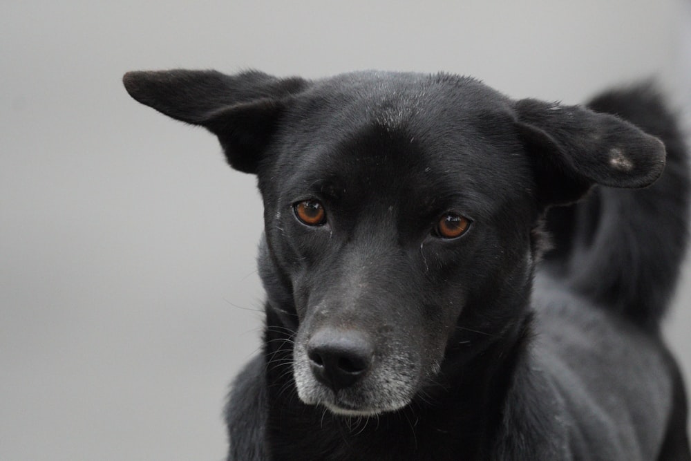 black short coated dog with blue eyes