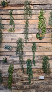 Various types of green foliage plants hang vertically against a rustic wooden plank wall, creating a vertical garden effect.