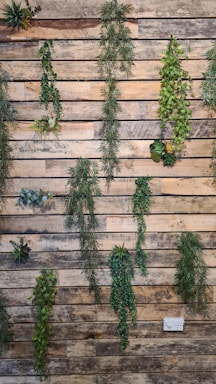Various types of green foliage plants hang vertically against a rustic wooden plank wall, creating a vertical garden effect.