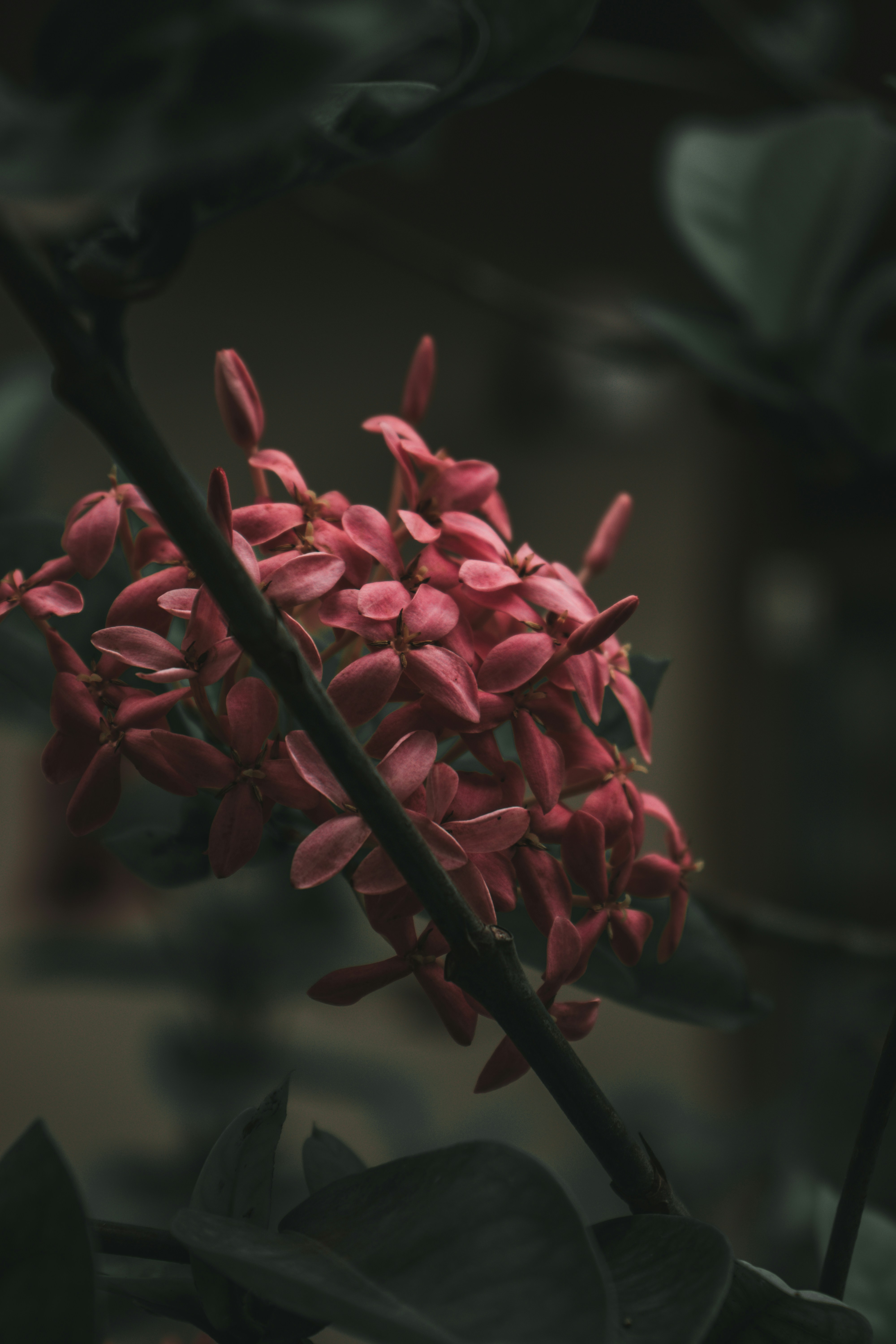red flower in close up photography