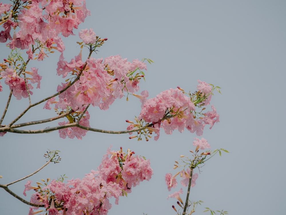 pink cherry blossom tree during daytime