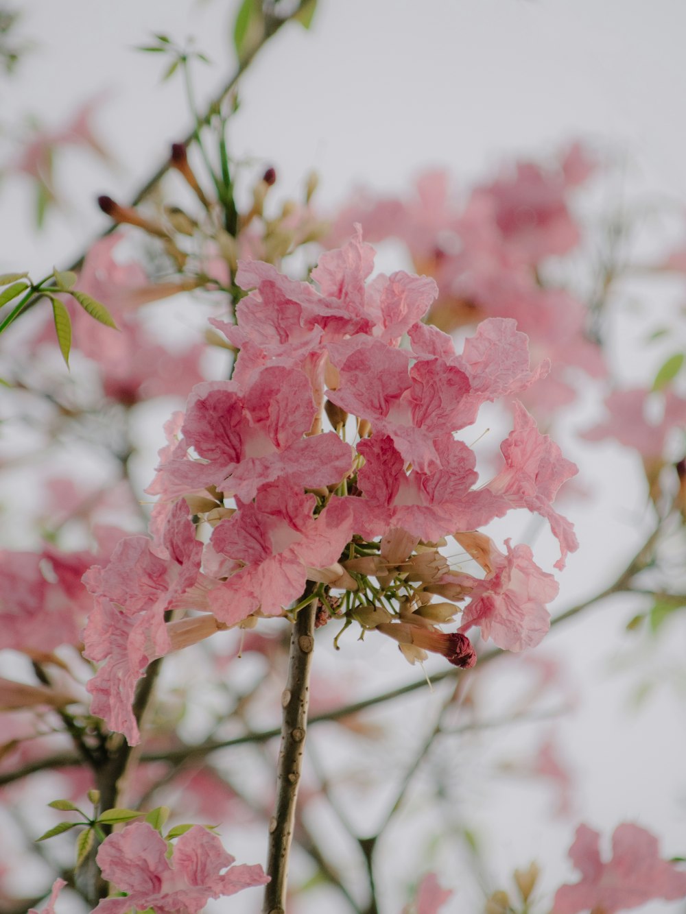 pink flower in tilt shift lens