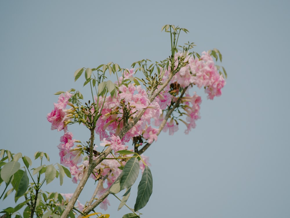 pink flower with green leaves