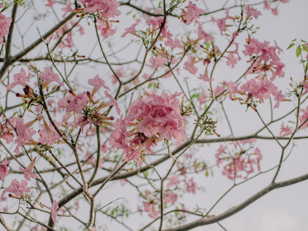 pink cherry blossom tree during daytime